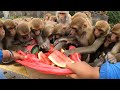 A group of monkey enjoying watermelon | feeding watermelon to the hungry money | monkey | animal