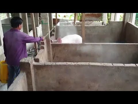 Video: Các Giải Pháp động