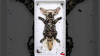 Fennec Fox Decomposition Timelapse #animals #biodecay #science #wildlife