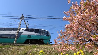 〔4K UHD|cc〕伊豆急行・伊豆急行線：河津駅付近＊河津桜まつり、251系/特急『スーパービュー踊り子号』走行シーン。