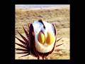 Gunnison Sage Grouse Bird #bird#weirdbirds#rarebirds