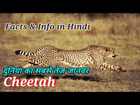 CHEETAH Facts & Information in Hindi || Animal Facts Hindi #cheetah #cheetahs #trending #facts