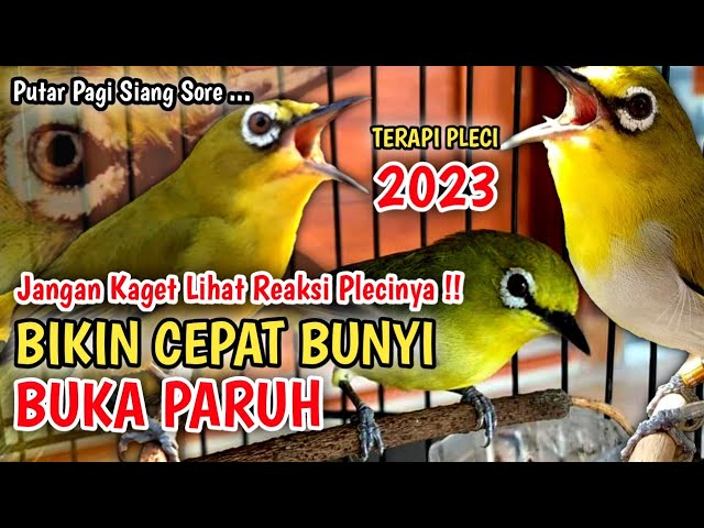 Cukup 1 Menit Saja Semua Pleci Langsung Ikut Bunyi Ngalas - Terapi Pancingan Pleci Buka paruh class=