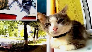 My Cat Grew Up by GOOD ALEX 330 views 4 years ago 54 seconds