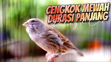 CENGKOK MEWAH DURASI PANJANG PALING DICARI - MASTERAN KENARI RASA BLACKTHROAT GACOR SUARA JERNIH