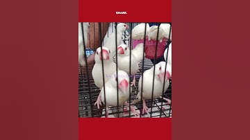 Beautiful White Java Sparrow #Ytshorts #Java V No 175 Sur Birds Channel