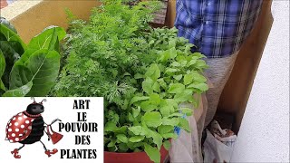 Conseils jardinage : Potager sur balcon: carottes et radis: semis, culture récolte: Plante Annuelle