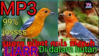 SUARA PANGGIL/PIKAT BURUNG ANIS MERAH DI HUTAN 99% GACOR