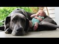 Big  Dogs Playing with Babies Compilation 2015 [NEW HD VIDEO]