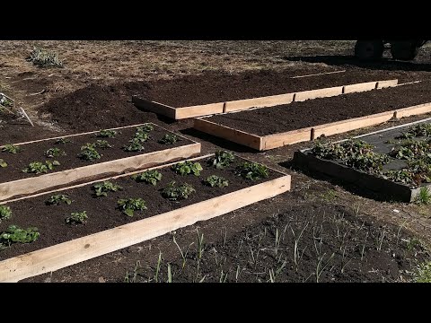 Видео: Уход за укоренившимся маком – что такое альпийский укореняющийся мак