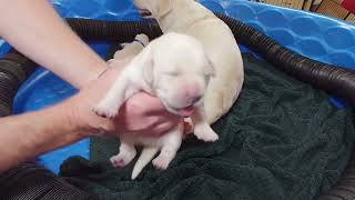 Livestream REPLAY Adorable, Tiny 1-week-old Lab Puppies #cutepuppies #puppyvideos #labrador #puppy