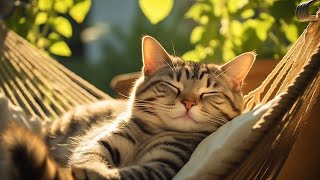 Cat Relaxation Music 🐾 Soothing Sounds for Stress Relief, Healing Energy, Comfort and Sleep