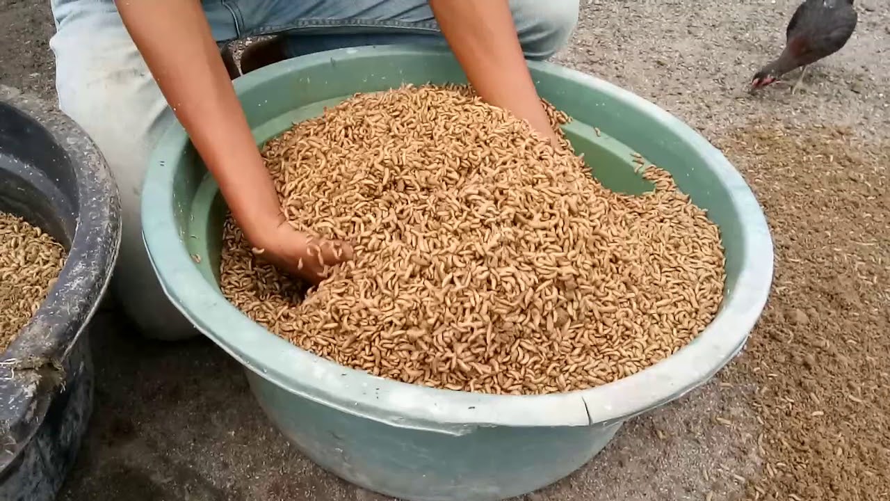 21.Ayam Organik-Panen Raya Magot BSF 