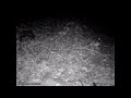 Trail Cam Tušnjići(Kuna Bjelica-Zlatica, Lija, Miš)