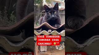 #GatinhoLindo#mundodosgatos #AmorDeGato#GatoFofoDemais#Docinho