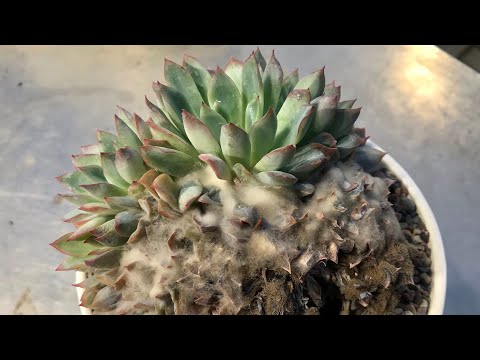 Видео: Болезни растений агавы - советы по лечению корневой гнили агавы