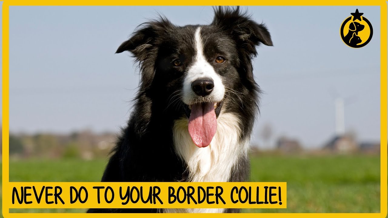 8 Things You Must Never Do to Your Border Collie 