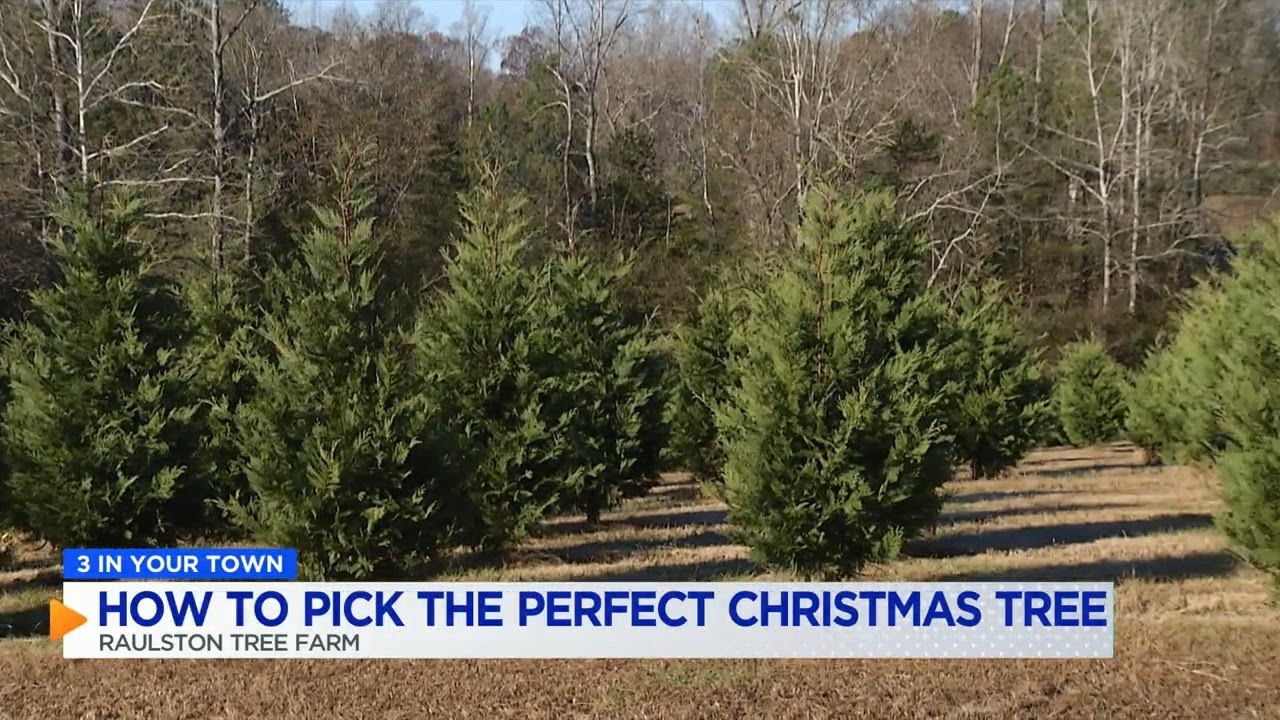 3 IN YOUR TOWN: How to pick the perfect Christmas tree - YouTube