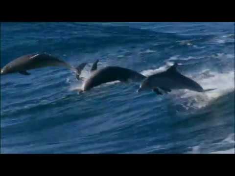 Delfini che Saltano e Onde che Danzano