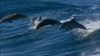 Video thumbnail of "Delfini che Saltano e Onde che Danzano"