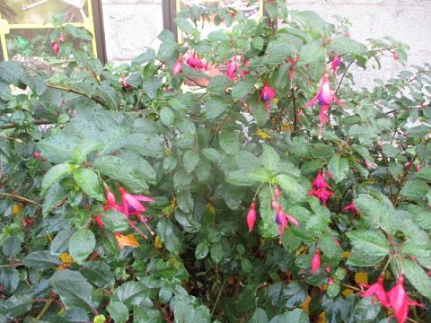Video: Fuchsia (53 Photos): What Is This Plant? Fuchsia Primer. What To Do With It In The Fall? Growing In A Pot And Dormant Period. Shrub And Other Types. Why Doesn't It Bloom?