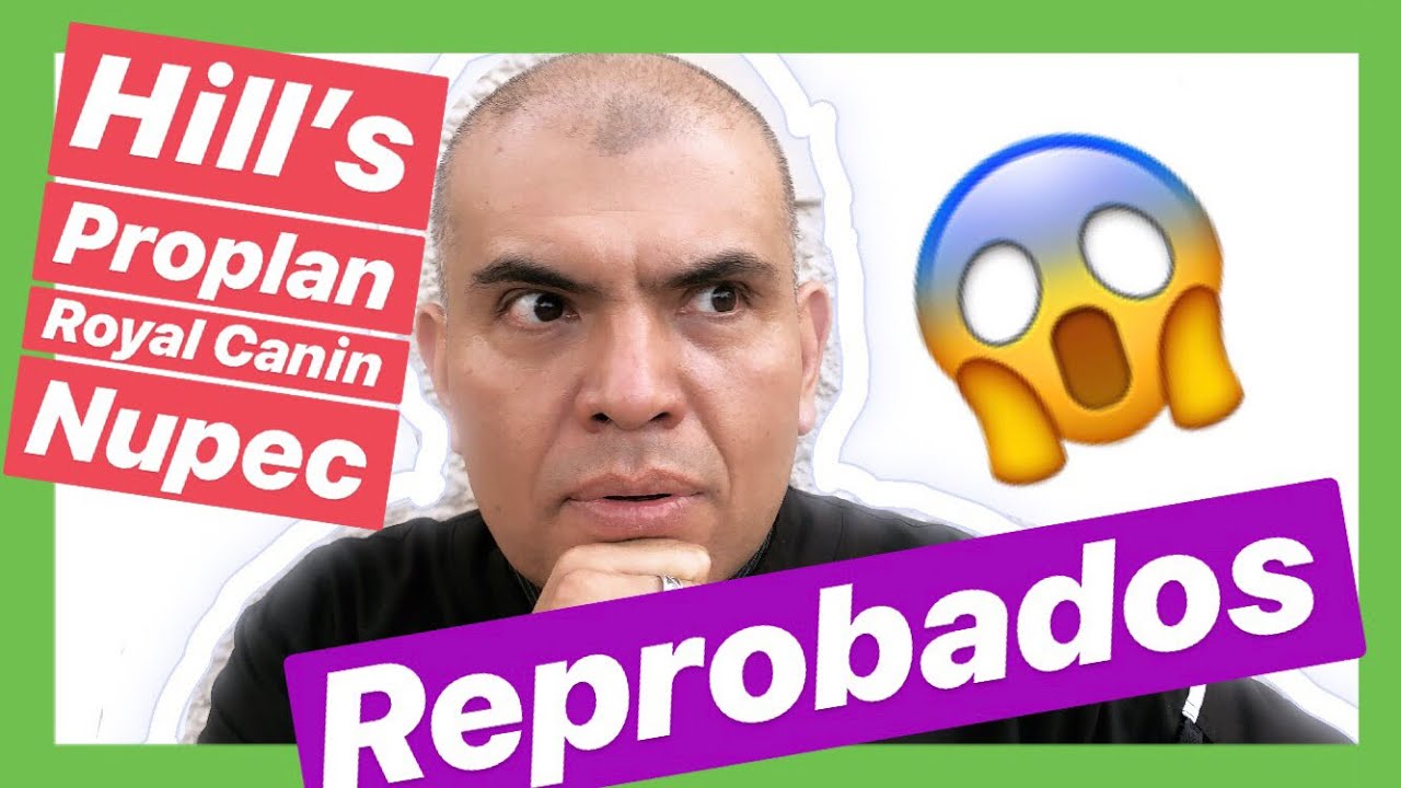 Cuál es la mejor croqueta para perro YouTube