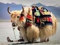 ТИБЕТ-- МИР ВПЕЧАТЛЕНИЙ ✨ ЖИВОТНЫЕ  И  ПТИЦЫ ✨ TIBET