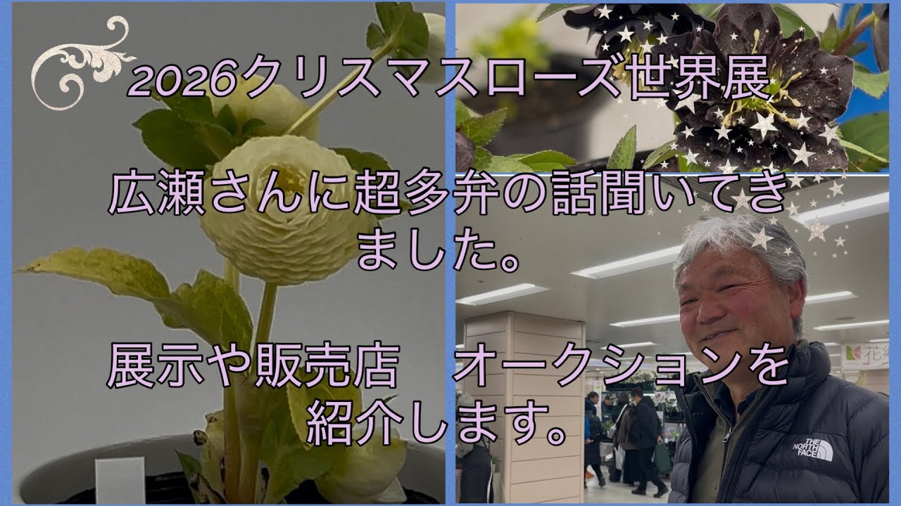 2026年クリスマスローズ世界展　広瀬さんに超多弁の話聞いてきました！展示やオークションまで紹介します。