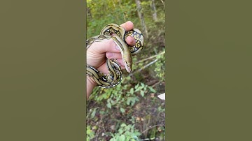 #reticulatedpython #reptiles #snake