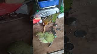 #tem birds