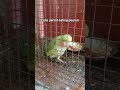 #parrot #viral #viralvideo #cute