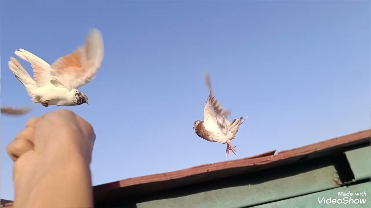 السلام عليكم شباب ما شاء الله مطيار فول محطه نطير من حربنا