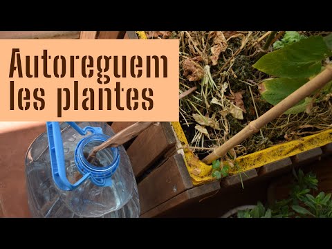 Vídeo: Com Regar Adequadament Les Plantes Del Jardí I L’hort?