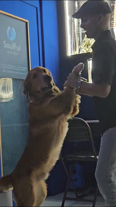 Disco's Dance Talent | #trendingpetshorts #pets #goldenretriever #retrieverslife #dancevideo #yt