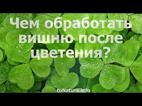 Чем обработать вишню после цветения?