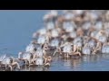 Group of soldier crabs spotted in Hainan