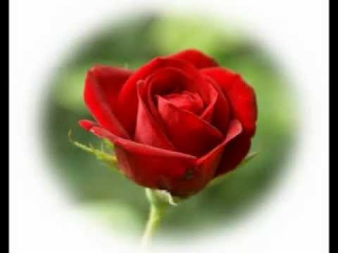  Sekuntum Mawar Merah  by Ridho Rhoma YouTube