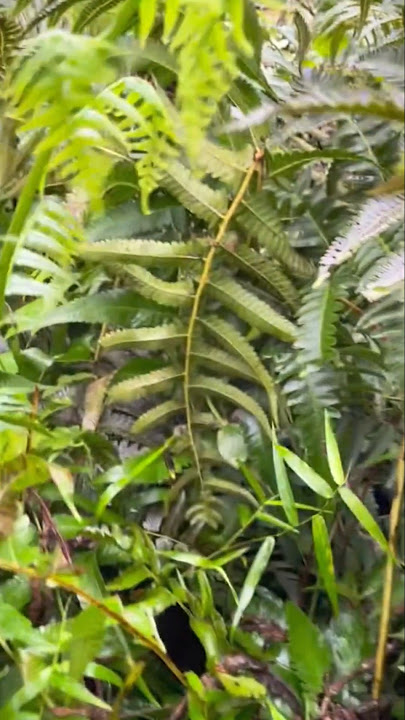 Cara mudah mencabut taumbuhan pakis #shorts