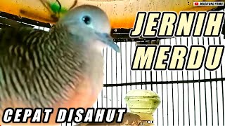 Suara perkutut bangkok gacor jernih untuk pancingan.