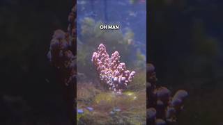 Need More Flow? #reef #coral #hygger