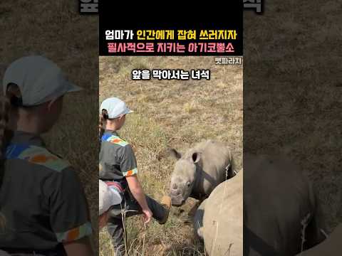 엄마가 쓰러지자 필사적으로 지키는 아기코뿔소ㅋㅋ #동물 #코뿔소 thumbnail