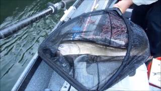 "Fish Like Me!" - Lisa's 40lb Salmon Trinity River