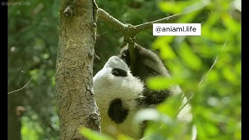 Thế giới động vật : gấu Po #animals