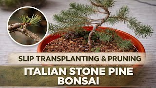 Slip Transplanting and Pruning a Pre-Bonsai Italian Stone Pine- Bonsai from Scratch 🌲