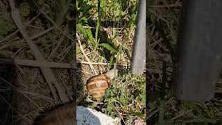 Saving the Snail #snail #bigsnail #saving