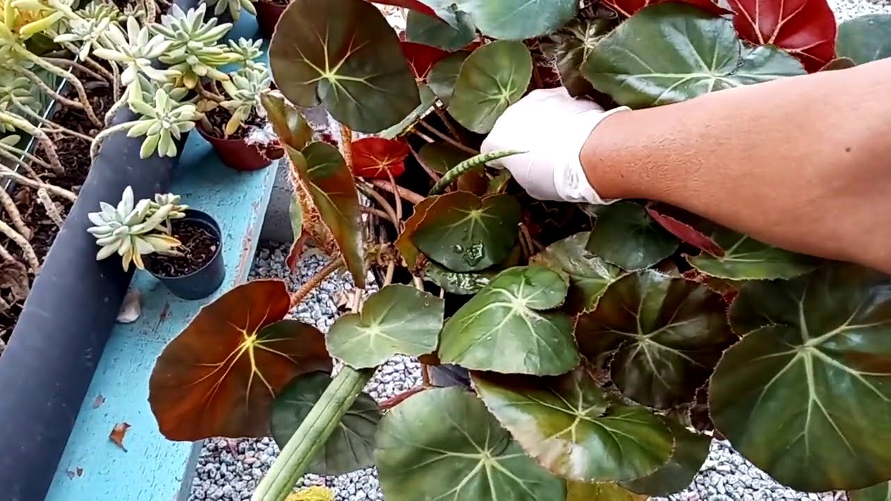 Suculenta Begonia Redonda - Dicas de cultivo. - thptnganamst.edu.vn