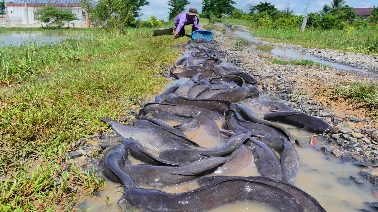 Unbelievable Catfish Haul Many We Caught! Hundreds of Giant Fish Catch ...