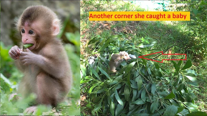 She heard monkey sounds and started making monkey traps|trap monkey baby