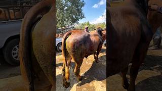 HITUNGAN DETIK🔥CAK HOR BELI SAPI DEAL 30 JUTA #seru #heboh #transaksi #sapi #deal #viral #shorts