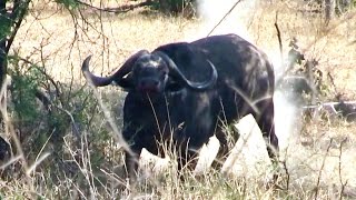 Father and Son Buffalo Hunt